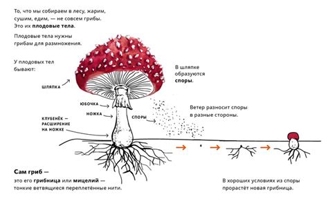 Жизненный цикл грибов трутовиков