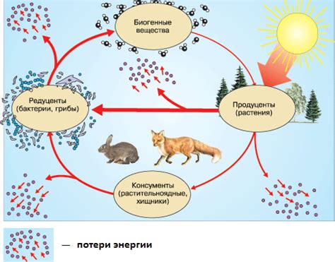 Абиотические факторы в экосистеме