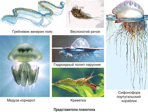 Адаптация к акватической среде