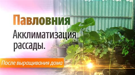 Акклиматизация в домашних условиях