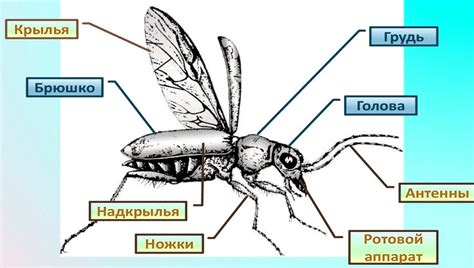 Анализ идентификации насекомого