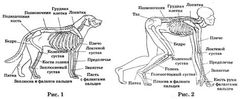 Анатомические особенности и физиология задней части у собак