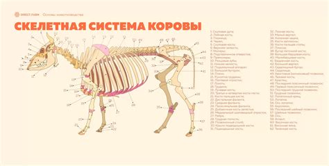 Анатомические особенности передних ног у коровы