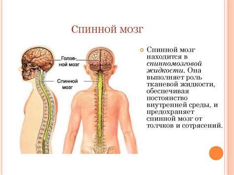 Анатомические причины