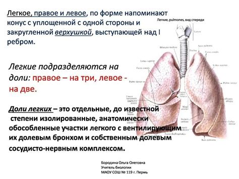 Анатомическое устройство легких