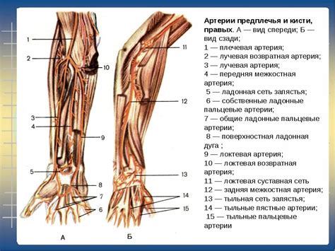 Анатомия и строение лора