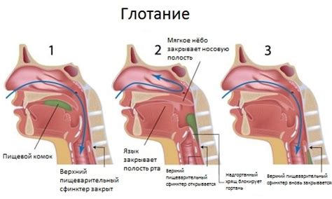 Анатомия и функция глотания: важность гармонии в движении и процессе