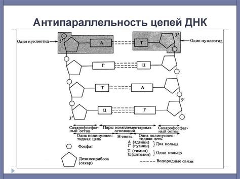 Антипараллельность цепей ДНК