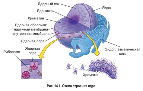 Архитектура и функции ядра