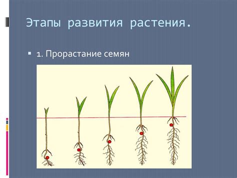 Балансированное питание: фундамент активного развития растений внутри террариума