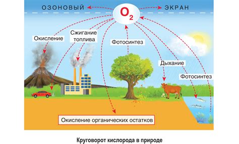 Биологические процессы и кислород