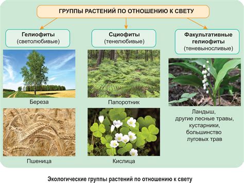Биологические характеристики растений