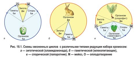 Биологический цикл