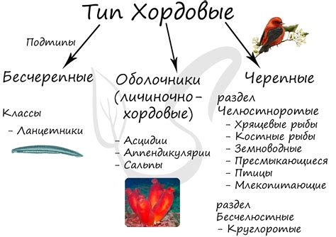 Биологическое объяснение