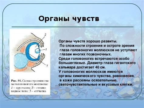 Биомеханические особенности и различия в остроте зрения у разных глаз