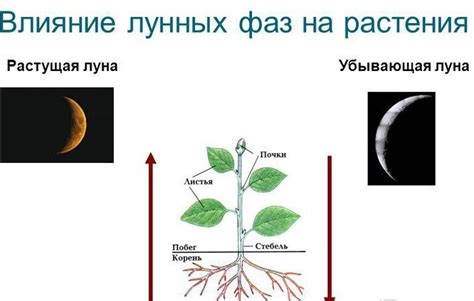 Благоприятно влияет на рост растений