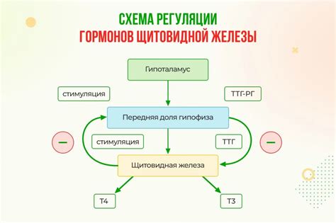 Важность гормонов Т3 и Т4 для репродуктивной функции