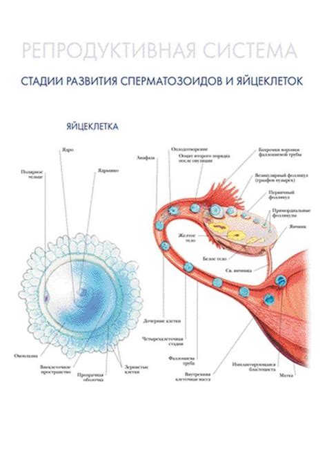 Важность качества питания для развития и формирования яйцеклеток