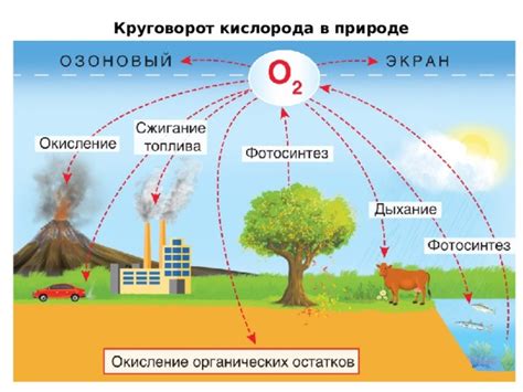 Важность кислорода в природе