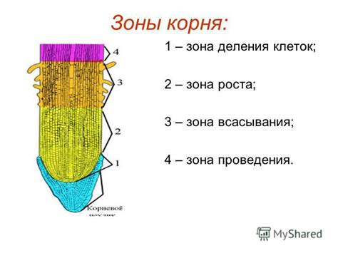 Вентиляция корневой зоны