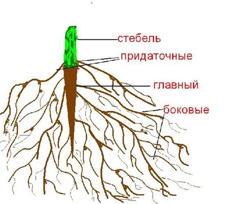 Взаимодействие корневой системы ежевичных и яблоневых растений