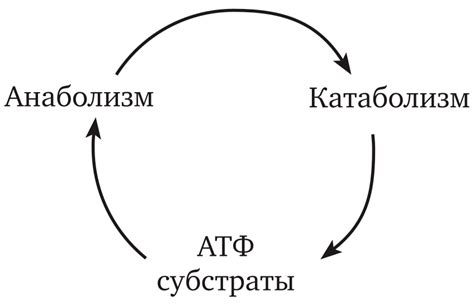 Взаимосвязь сна и метаболизма: где встречаются две важные функции организма беинов?