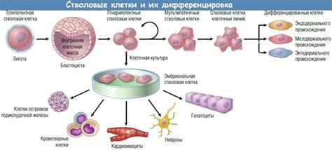 Взрослые стволовые клетки