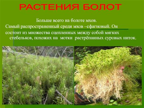 Виды использования сфагнума в садоводстве и декоративном ландшафтном дизайне