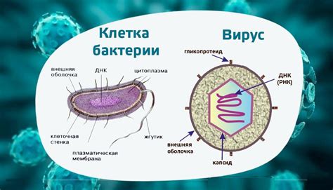 Вирусные инфекции и бактерии