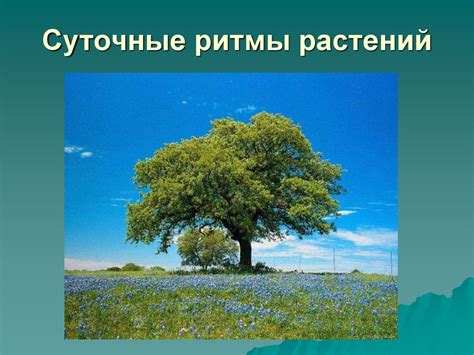 Влияние адекватного освещения на процесс роста и развития растений