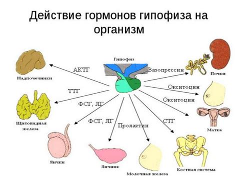 Влияние антиоксидантов на связывание гормонов