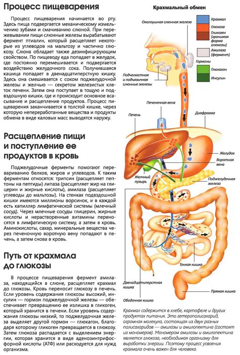 Влияние витаминов на пищеварительную систему