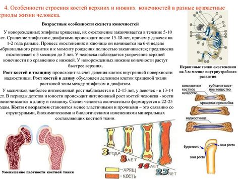 Влияние генетических факторов на скорость роста кости в продольном направлении