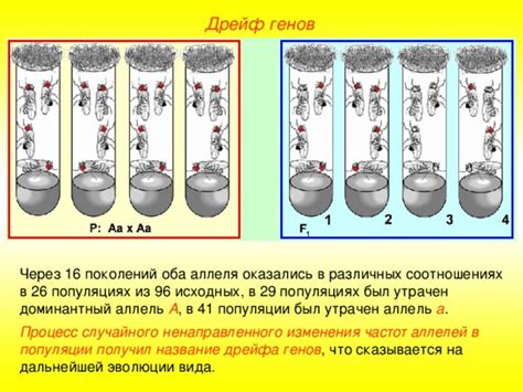 Влияние дрейфа на популяции