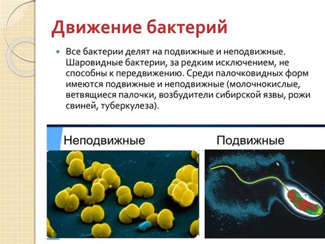 Влияние жгутиков на проникновение бактерий в организмы
