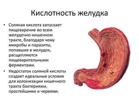 Влияние желудка на расщепление пищи при участии ферментов и кислоты