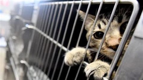 Влияние запрета на использование кошек в пищу в Китае