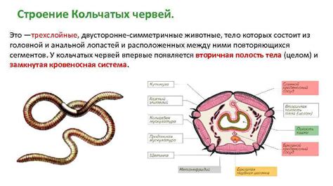 Влияние кольчатых червей на экосистему