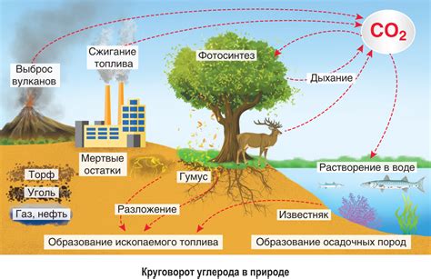 Влияние круговорота веществ