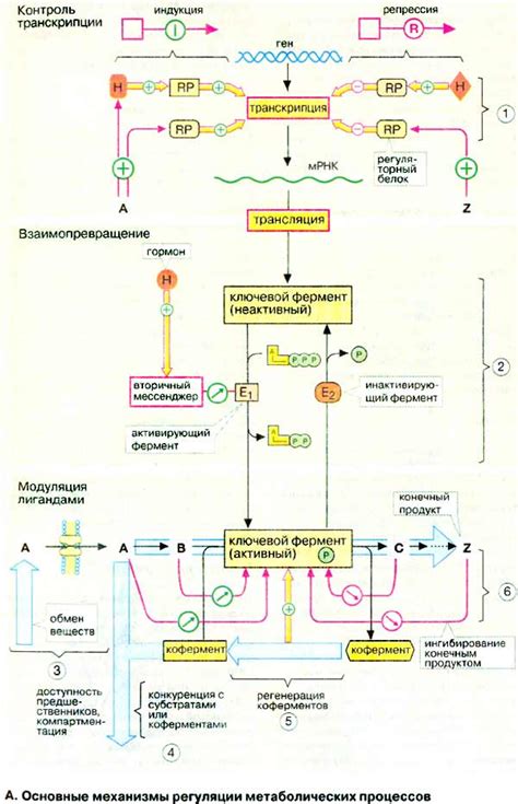 Влияние метаболических процессов кур