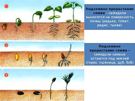 Влияние можжевельника на рост и развитие голубики