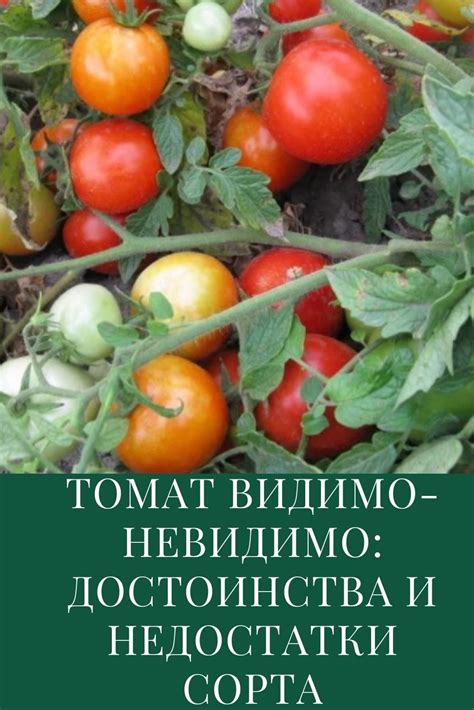 Влияние наростов на качество и урожайность томатов