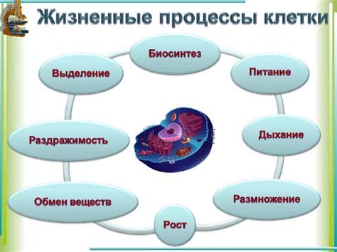 Влияние на энергетические процессы клетки