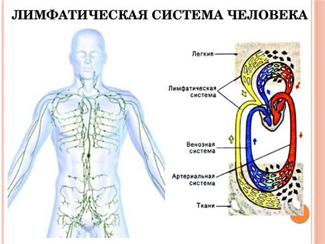 Влияние окружающей среды на иммунитет