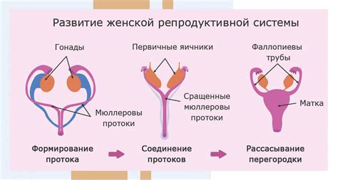 Влияние прогестерона и ХГЧ на функцию репродуктивной системы и женское здоровье