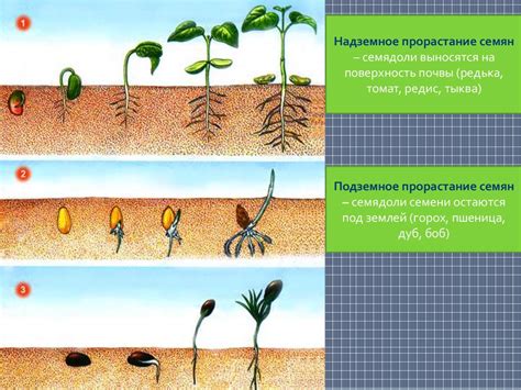 Влияние процесса замачивания на развитие растений