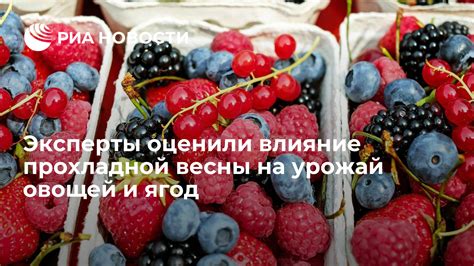 Влияние регулярного увлажнения на урожай и качество ягод