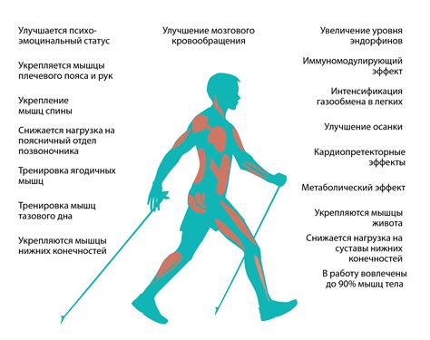 Влияние скандинавской ходьбы на снижение лишнего веса