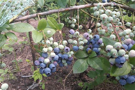 Влияние срока обрезки на урожай голубики