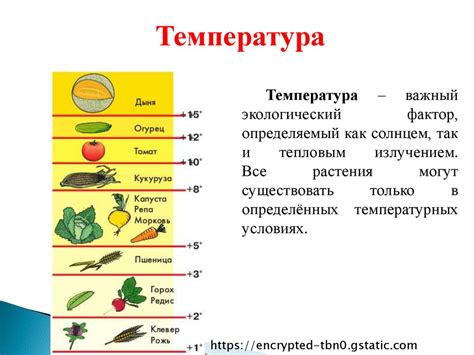 Влияние температуры на цвет кальмаров